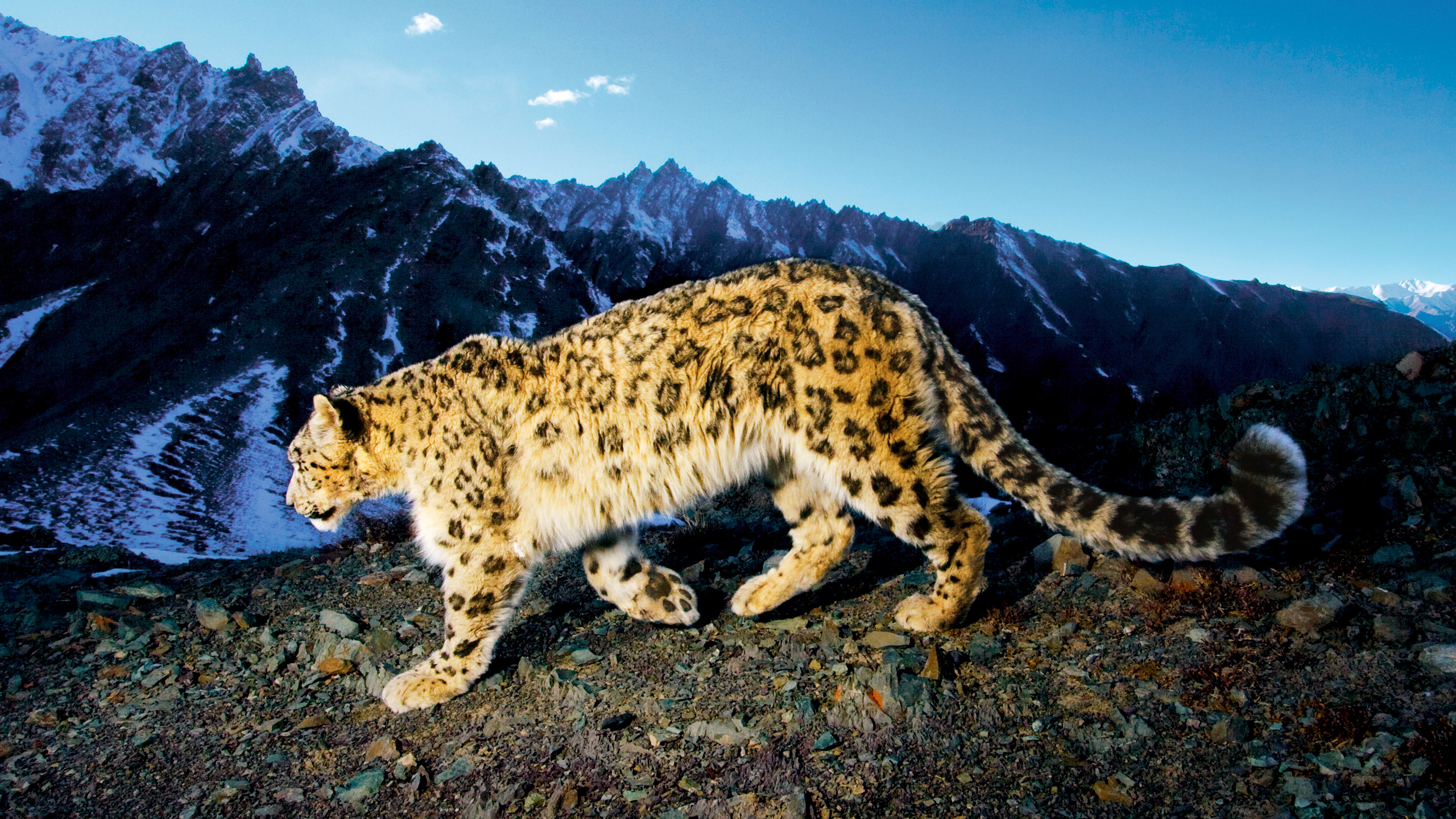 Prowling Snow Leopard883708549 - Prowling Snow Leopard - Snow, Prowling, Leopard, African